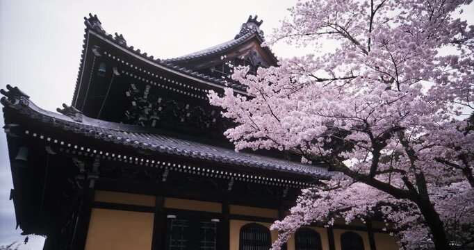 Gorgeous spring season cherry blossom tree in front of ancient Japanese building - low, tracking shot
