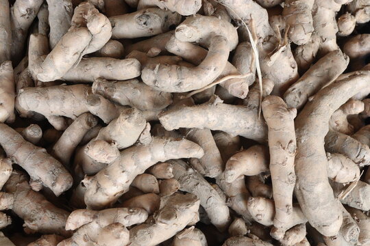 Curcuma aromatica, wild turmeric root stock on shop