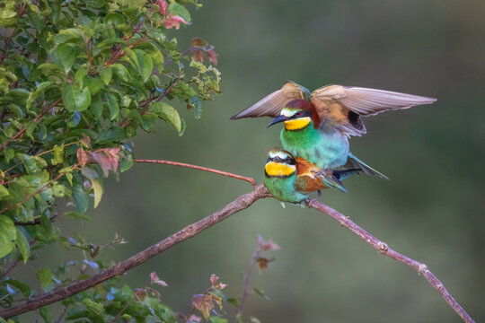 A spectacular close-up action portrait of a pair of European bee-eaters (Merops apiaster) mating on a bare branch. 
