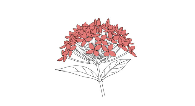 Vibrant Red Ixora Flower Cluster Illustration.