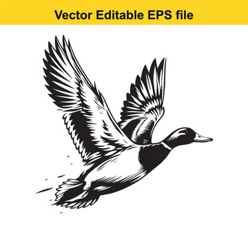 Vector art of black and white illustration of a mallard duck flying with wings spread