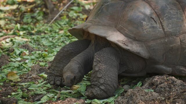 A giant tortoise is seen feeding on leafy greens amidst a natural habitat, highlighting its unique shell and legs. Suitable for wildlife documentaries and educational content.