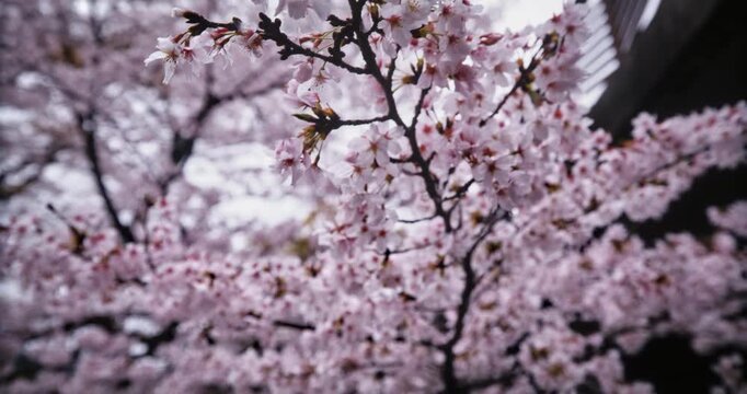 Slow motion movement across beautiful spring cherry blossom branches in Japan