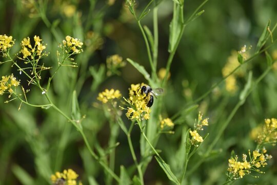 grey Mining bee on Rapeseed