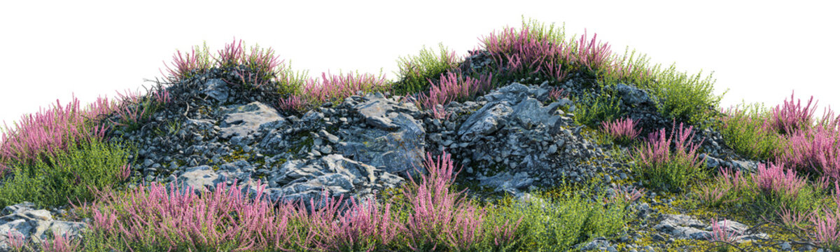 Pink flower bushes and rocks on a hillside isolated on transparent background, realistic heather mound cutout element for architectural rendering and digital landscape design.