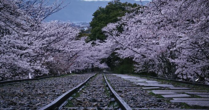 Old rails surrounded by seasonal spring cherry blossoms in Japan - wide shot