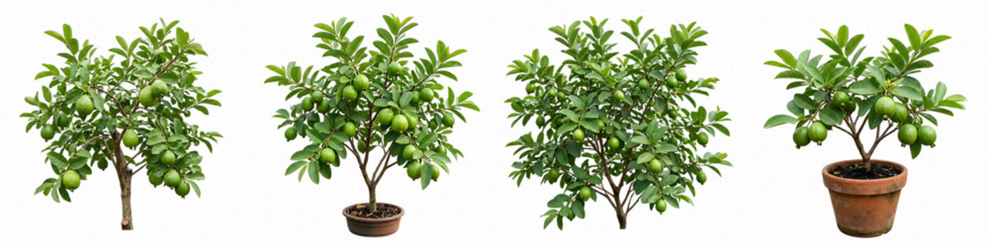 set of guave tree isolated on white background PNG photo ,,,,