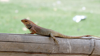 Fototapeta premium This is an Oriental garden lizard, also known as the changeable lizard or Calotes versicolor