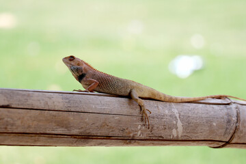 Fototapeta premium These lizards are common in South Asia and can be found perching on branches or poles.
