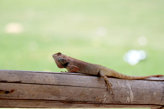 This lizard is an Oriental Garden Lizard (Calotes versicolor), also frequently called a Changeable Lizard or Indian Garden Lizar