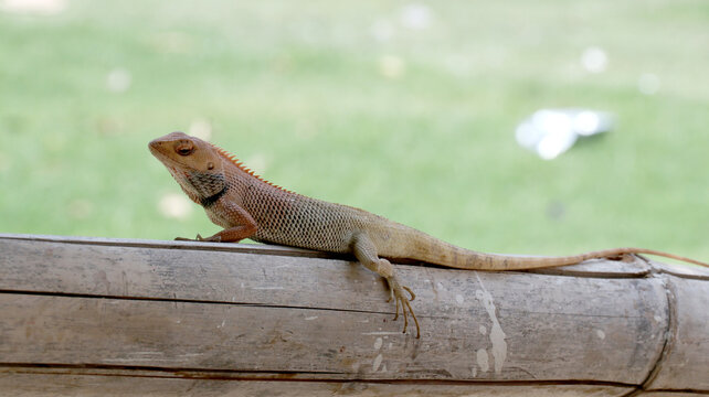 This is an Oriental garden lizard, also known as the changeable lizard or Calotes versicolor