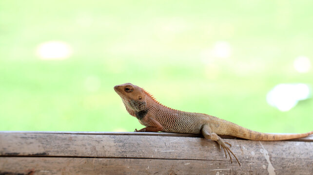 It is also frequently referred to as the Changeable Lizard due to its ability to change color, or sometimes the Bloodsucker because of the red coloring males develop during breeding season.