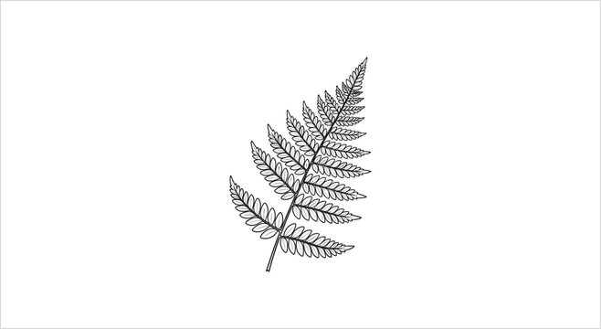 Detailed Black and White Illustration of a Fern Frond.