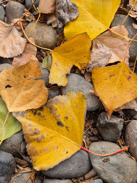 yellow poplar leaf