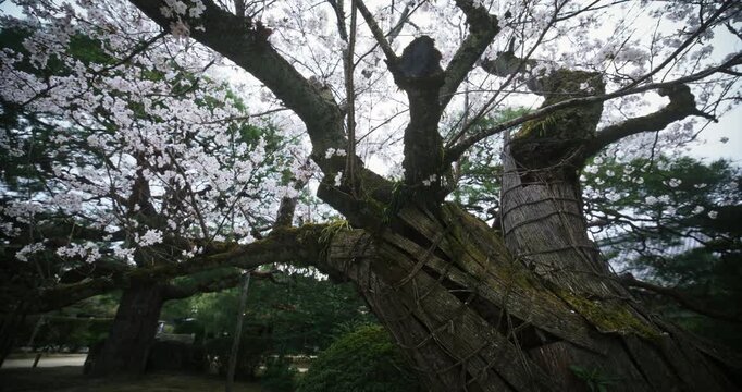 Low, wide, silhouette shot of large, mossy tree in Japanese park