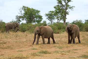 Obraz premium Afrikanischer Elefant / African elephant / Loxodonta africana