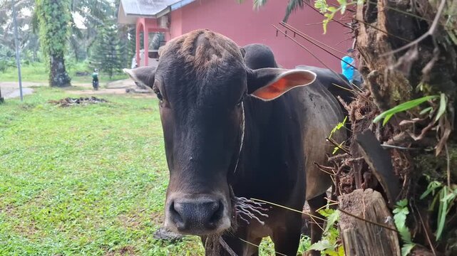 Black cow waiting slaughtered in ied al adha ceremony