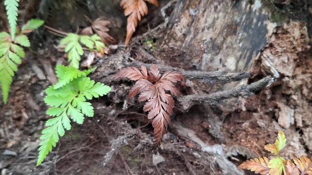 Asplenium adiantum nigrum living on bark
