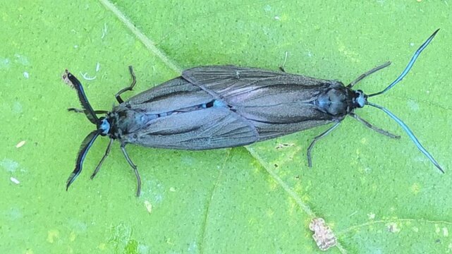 


Extreme macro of a mating pair of smoky moths (Illiberis pruni) with metallic blue antennae on a green leaf.#002 
초록색 잎사귀 위에서 메탈릭한 푸른빛 더듬이를 뽐내며 짝짓기 중인 포도유리나방(알락나방류) 한 쌍의 초접사 매크로 영상.#002
