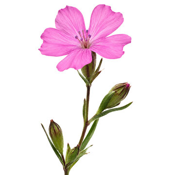 Gibraltar Campion flower isolated on white