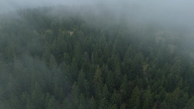 Aerial Drone View of Misty Spruce Forest with Clearings in Fog and Drizzle
