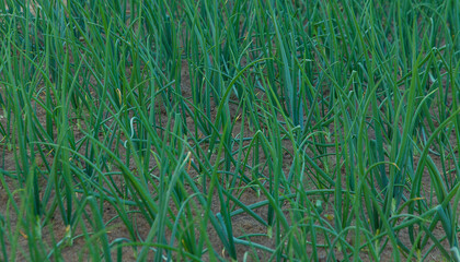 Obraz premium Onions growing in the garden. Selective focus.