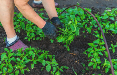 Fototapeta premium Pepper seedlings in hands. Selective focus.
