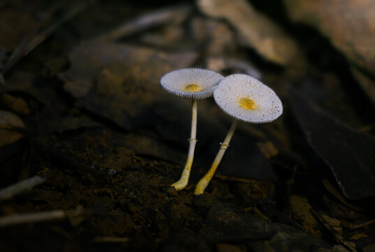 Two Leucocoprinus fragilissimus Fragile Dapperlings Side by Side &mdash; Striate Caps with Golden Umbo and Dual Annuli, Dark Forest Floor, Borneo Rainforest, Kalimantan, Indonesia