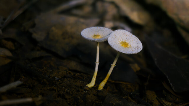 Two Leucocoprinus fragilissimus Fragile Dapperlings Side by Side &mdash; Striate Caps with Golden Umbo and Dual Annuli, Dark Forest Floor, Borneo Rainforest, Kalimantan, Indonesia