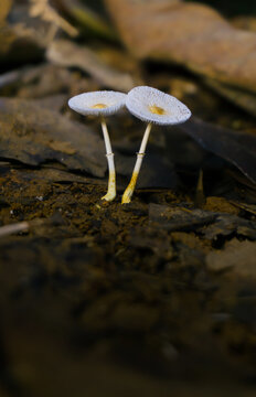 Two Leucocoprinus fragilissimus Fragile Dapperlings Side by Side &mdash; Striate Caps with Golden Umbo and Dual Annuli, Dark Forest Floor, Borneo Rainforest, Kalimantan, Indonesia