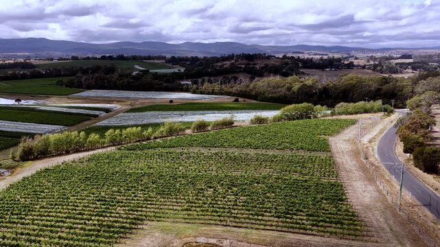 Up aerial landscape over Tamar Valley vineyard fields agriculture wine making in Tasmania.