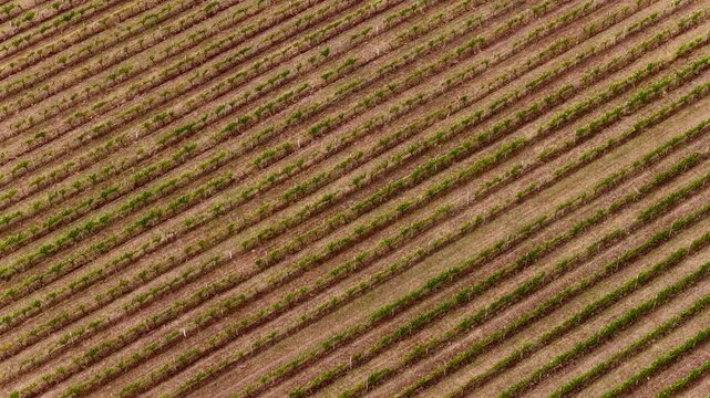 Pattern of vineyard plants in Tamar valley agriculture region of Tasmania, Australia.