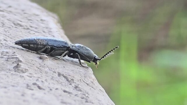 
Macro shot of a comb-clawed click beetle (Melanotus cete) moving its pectinate antennae on a concrete wall.
​콘크리트 벽 위에서 빗살 모양 더듬이를 움직이는 검정빗살방아벌레의 초접사 매크로 영상.

