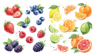 Fresh berry and citrus fruit illustration set with strawberry blueberry raspberry blackberry in detailed  watercolor © bow