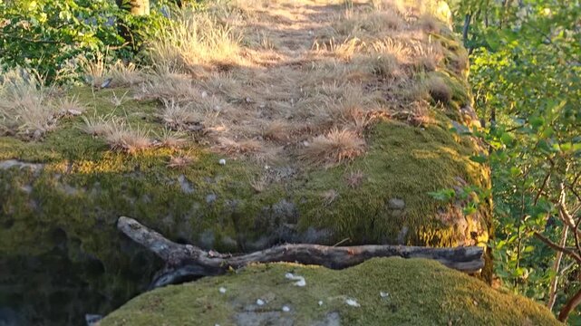 Scattered feathers from bird prey after predator feeding in forest environment