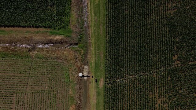 Corn fields seen from above in a detailed aerial view. Agricultural landscape featuring crop cultivation, farmland patterns and rural food production.