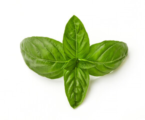 Fototapeta premium Fresh basil leaves isolated on white background, green sweet basil herb top view