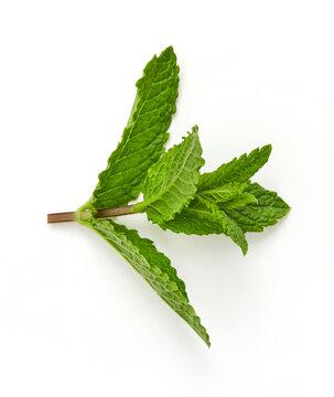 Mint leaves isolated on white background