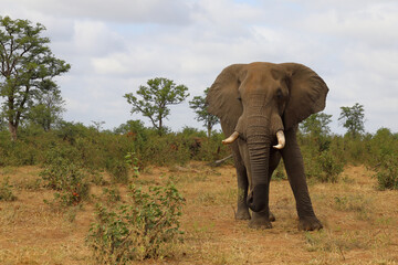 Fototapeta premium Afrikanischer Elefant / African elephant / Loxodonta africana