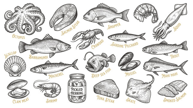 Set of seafood objects. Hand drawn illustrations converted to vector