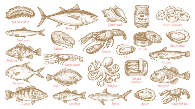 Hand drawn seafood and fish in line art style. Vector illustration