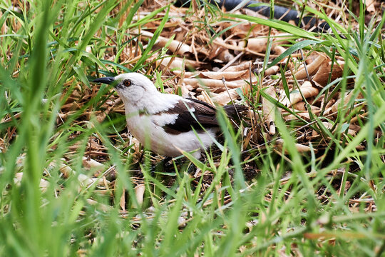 Vogel im Gras