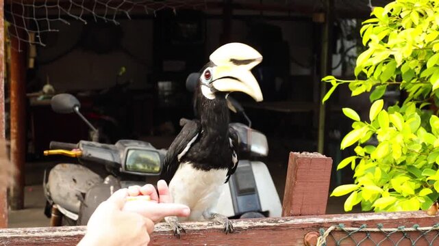 Hornbill feeding from hands in Malaysia