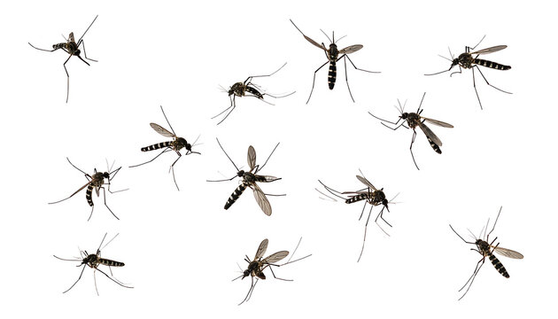Swarm of mosquitos or gnats in flight with small dust particles, isolated on a white background, representing pests and summer insects