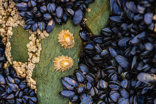 Barnacles, common mussels and limpets growing on a rock on an Irish beach, mollusks on the Irish coast
