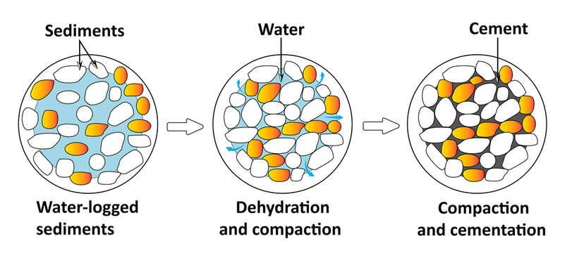 Stages of diagenesis: compaction and cementation of sediments.