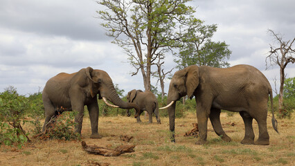 Obraz premium Afrikanischer Elefant / African elephant / Loxodonta africana