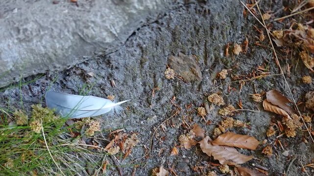 Scattered feathers from bird prey after predator feeding in forest environment
