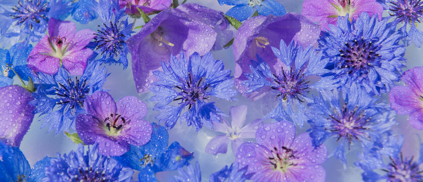 blue bloom tapestry with campanula, cornflower and vinca or periwinkle flowers background