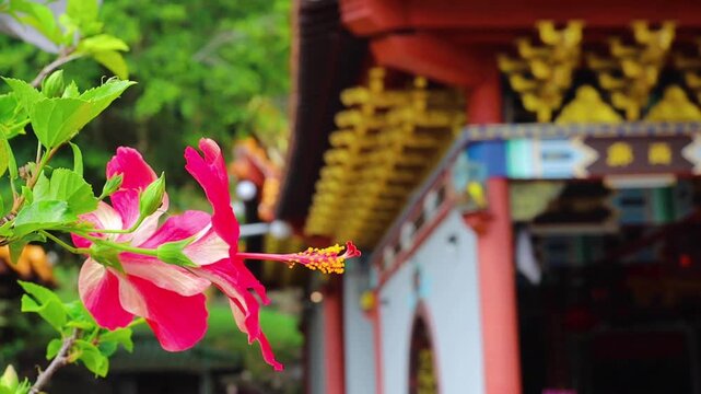 Beautiful pink hibiscus flowers with traditional chinese temple background in Malaysia
